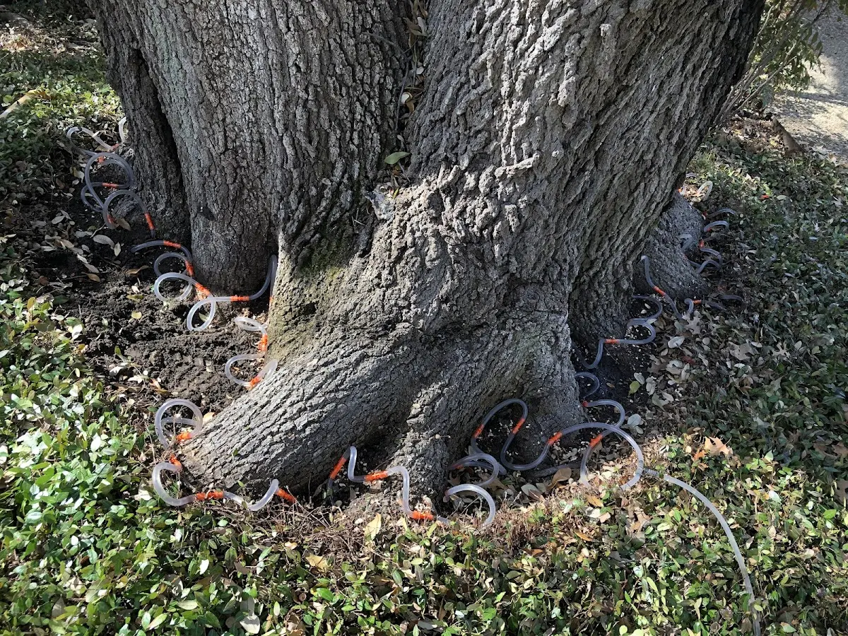 Detailed Tree Cabling and Bracing job site in Draper